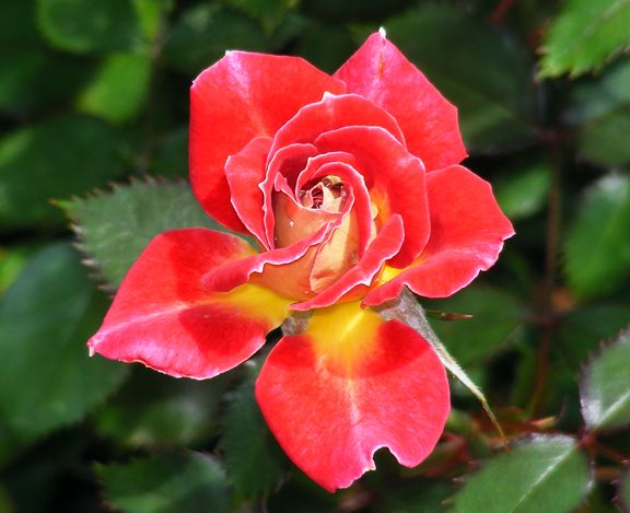 Tattooed Lady photo tl2013_06290005_zps0dca96c5.jpg